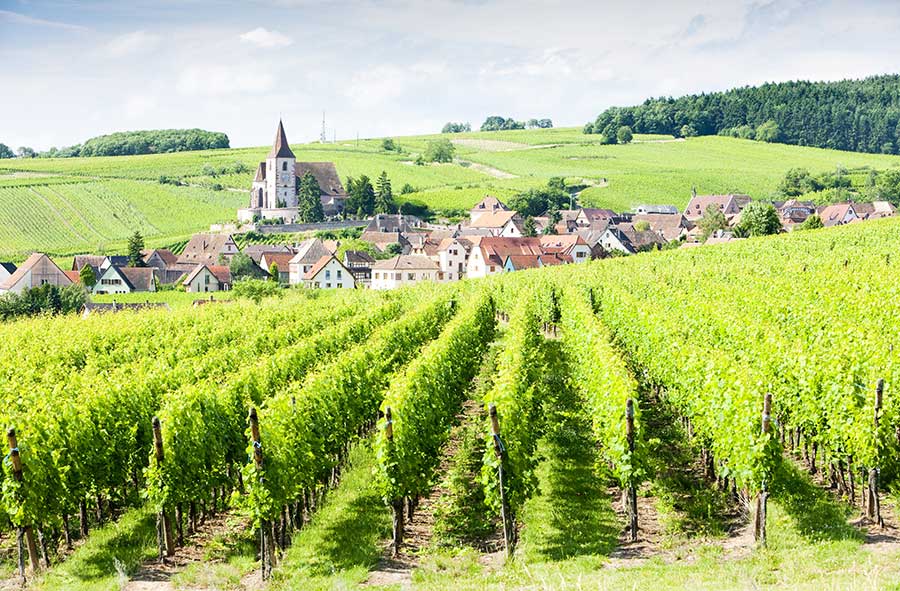 Wine Education 101: Get to know the Alsace Wine Region - OCWS